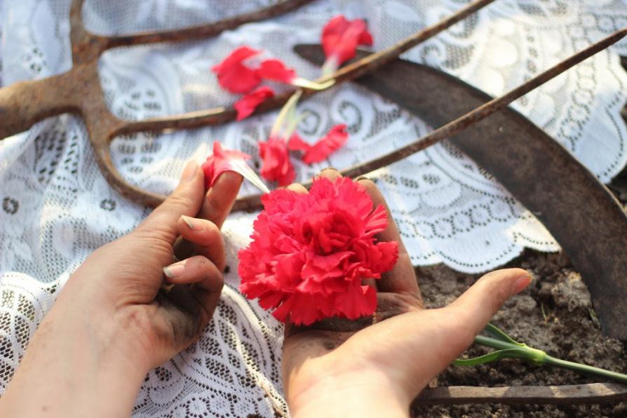 decomposition. hands picking apart carnation on white lace and agricultural work tools